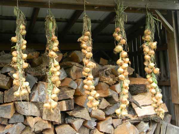 Как высушить лук в домашних условиях