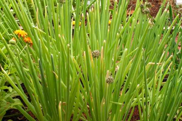 Особенности выращивания алтайского лука Альвес и ухода за ним