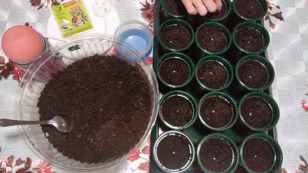 Легкий способ посева перца на рассаду без пикировки