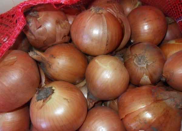 Особенности сорта лука Манас