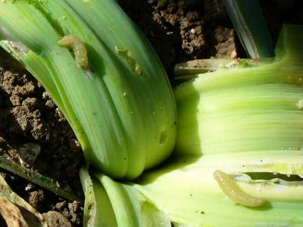 Как бороться с вредителями репчатого лука?