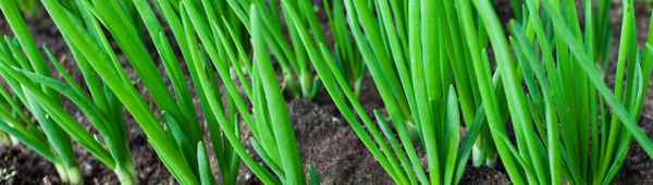 Особенности выращивания и ухода за луком Альфа