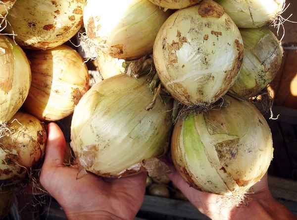 Особенности посадки и ухода за луком Глобо