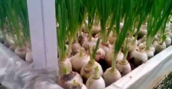 Особенности выращивания и ухода за луком Стардаст