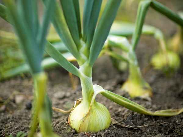 Особенности выращивания и ухода за луком Хеленас