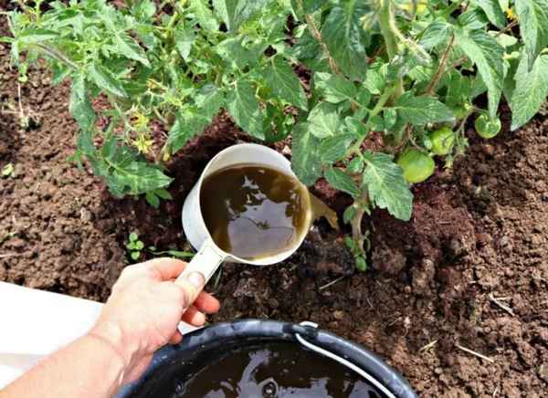 Эта подкормка дает урожай крупных томатов