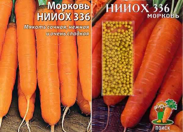 Морковь НИИОХ 336: хаpaктеристика и особенности выращивания сорта