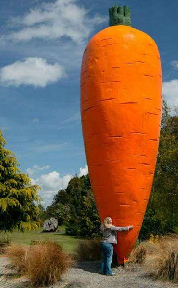 Самая большая морковь