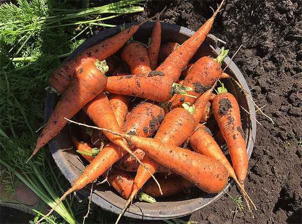 Особенности ухода и выращивания моркови Кордоба F1