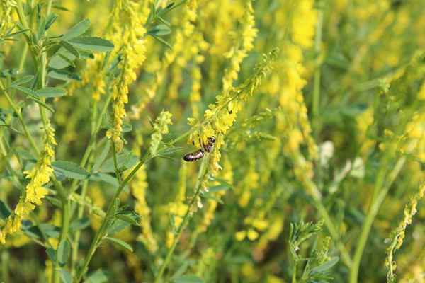 Донник: описание медоноса