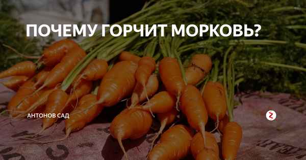 Почему морковь вырастает горькой?