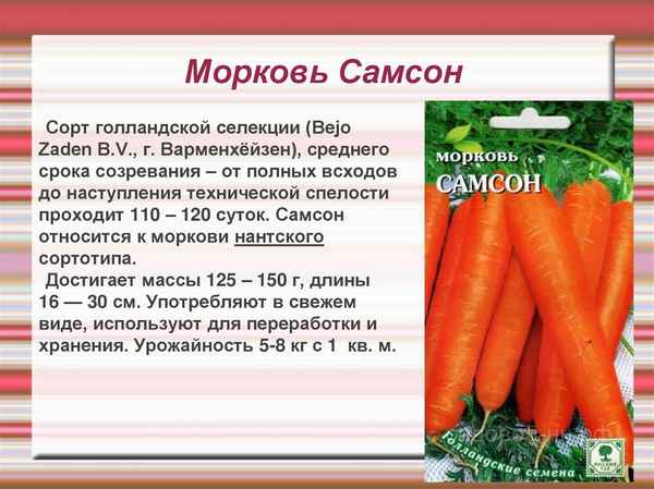 Морковь Самсон: описание и хаpaктеристика сорта