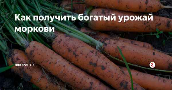 Как получить урожайность моркови c 1 сотки