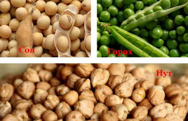 Татарский горох — нут (хумус): что это такое, чем отличается от сои и гороха