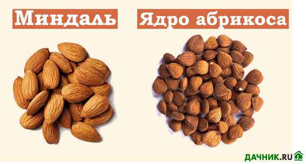 Чем отличается миндаль от абрикосовой косточки