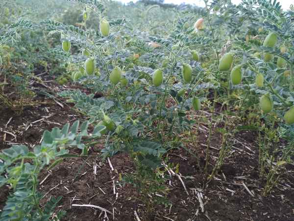 Выращивание нута