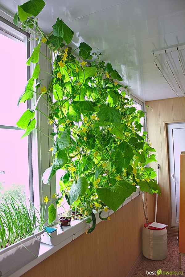 Выращивание огурцов на балконе