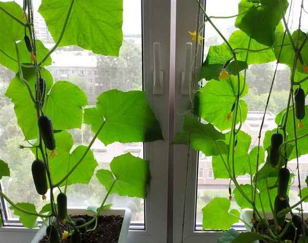 Как правильно выращивать огурцы на подоконнике зимой