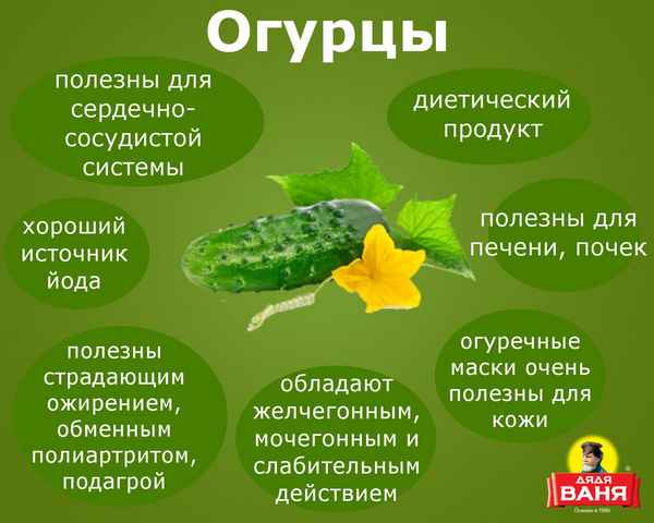 Полезны ли горькие огурцы для организма человека