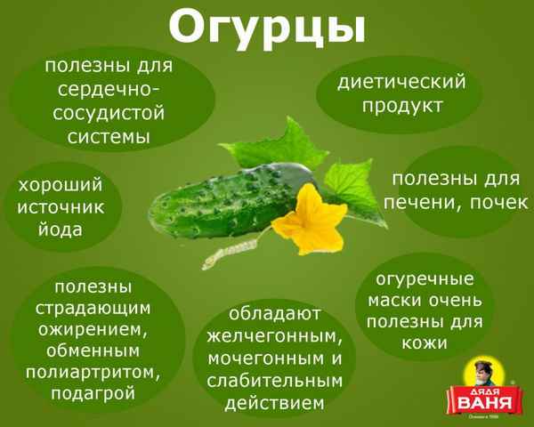 Горькие огурцы: причины горечи, польза и вред употрeбления, как приготовить