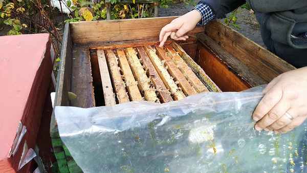 Обработка пчёл пихтовым маслом