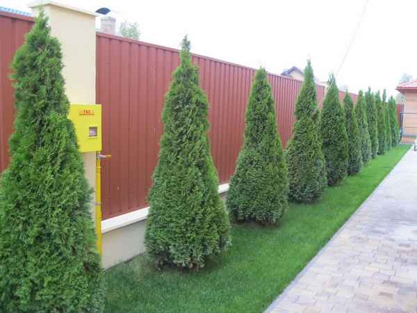 Посадка и уход за туей в разные времена года