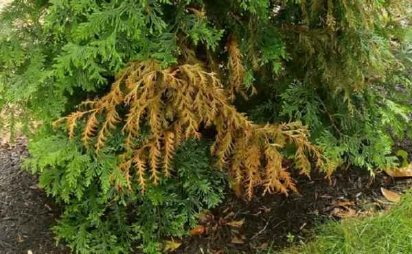 Причины засыхания и пожелтения туи