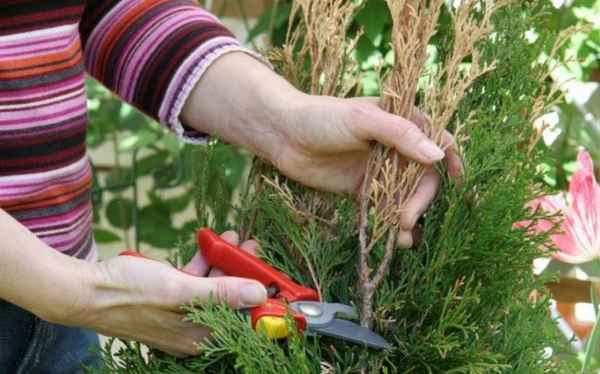 Осенний уход за туей и подготовка дерева к зиме