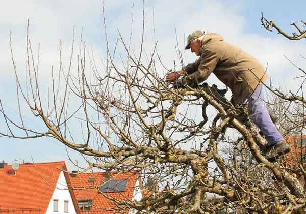 Особенности осеннего ухода за яблонями