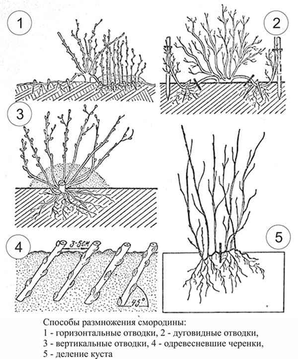 Когда пересаживать смородину: инструкция, подготовительные этапы