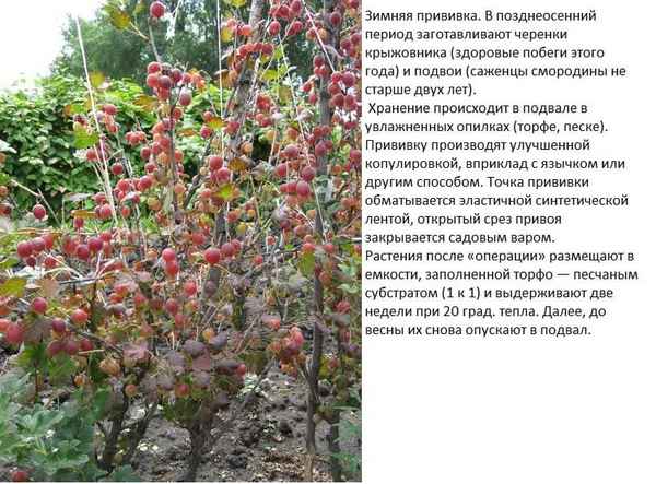 Особенности прививки смородины