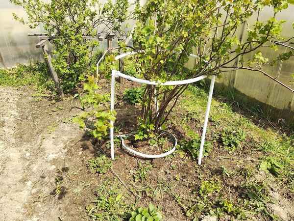 Кустодержатель для смородины: способы изготовления