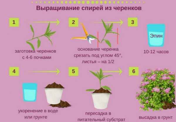 Как размножить спирею