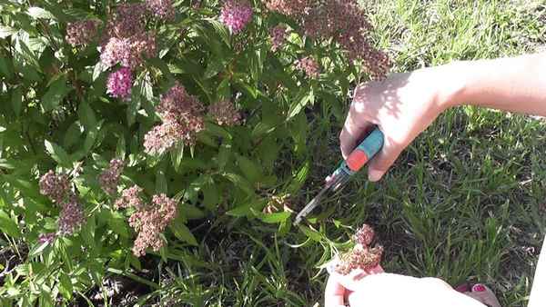 Чем удобрять спирею летом и осенью