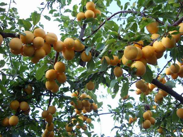 Особенности выращивания абрикоса сорта Хабаровский и ухода за ним