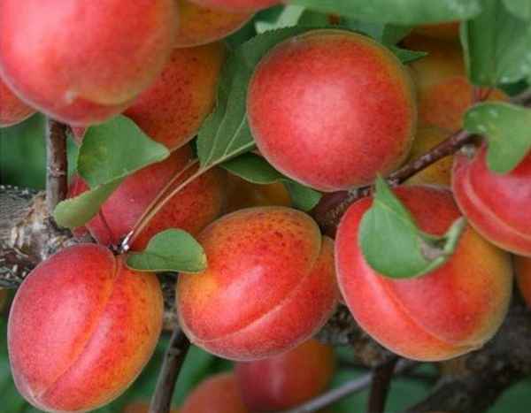 Главные правила посадки и ухода за сортом абрикоса Цунами