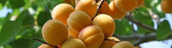 Особенности выращивания и ухода за сортом абрикоса Викинг