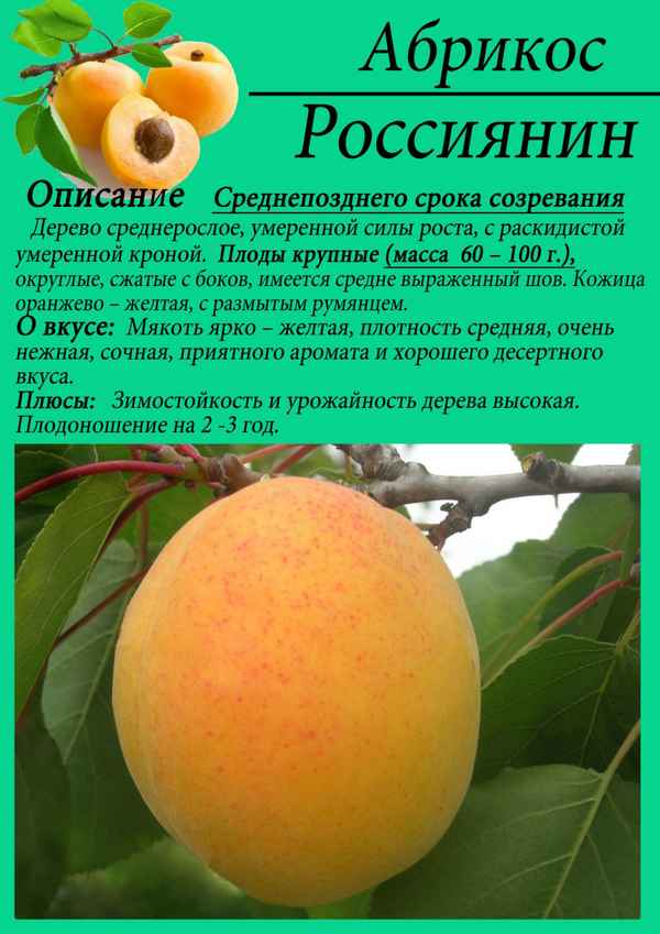 Описание и хаpaктеристика абрикоса сорта Лель, правила посадки и особенности ухода