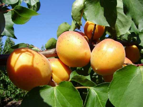 Хаpaктеристика и особенности выращивания абрикоса сорта Ананасный