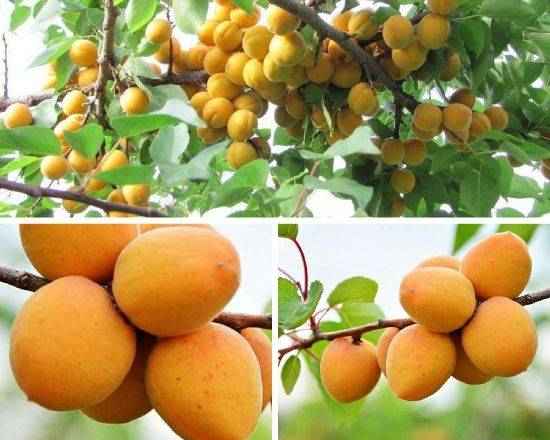 Правила посадки и ухода за сортом абрикоса Погремок