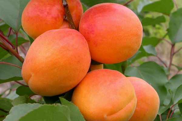 Особенности сорта абрикоса Сардоникс