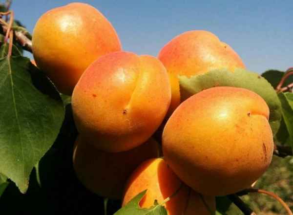 Особенности выращивания абрикоса Полесский крупноплодный и ухода за ним