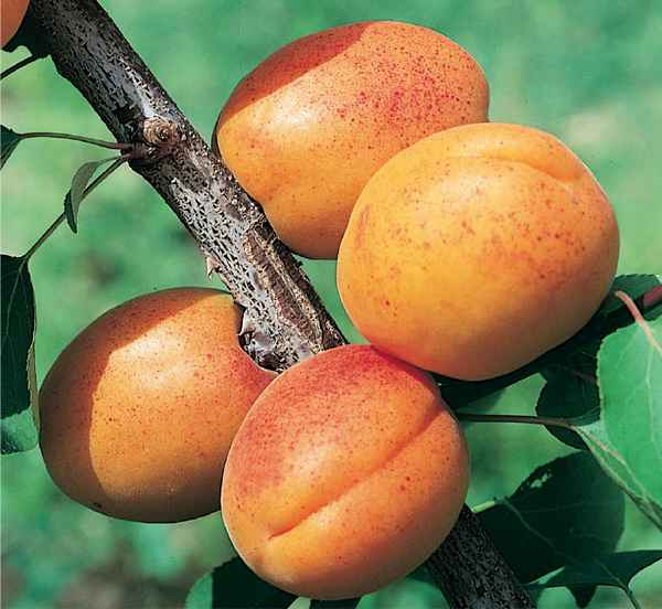 Описание сорта абрикоса Ульянихинский, правила его выращивания