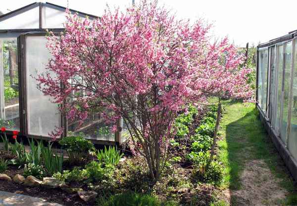 Миндаль выращивание и уход