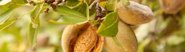 Выращивание миндаля в Подмосковье: лучшие сорта для региона