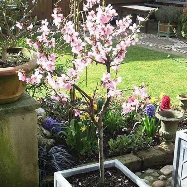 Как и где правильно посадить миндаль в домашних условиях