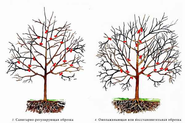 Обрезка абрикоса осенью для начинающих