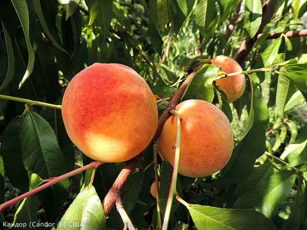 Особенности выращивания персика сорта Редхейвен