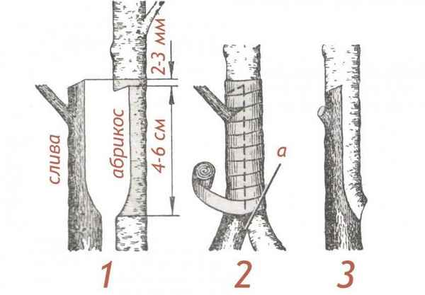Как привить абрикос на сливу весной?