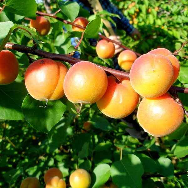 Особенности посадки и ухода за сортом абрикоса Амур